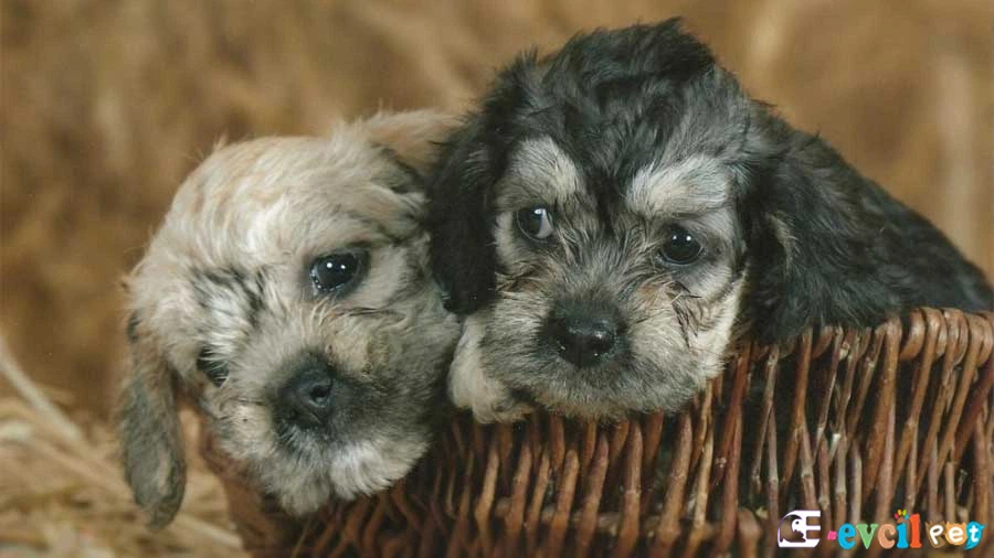 Dandie Dinmont Terrier Genetik Sağlık Sorunları Hastalıkları
