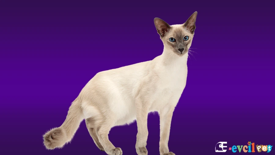 Javanese Fiziksel Özellikleri