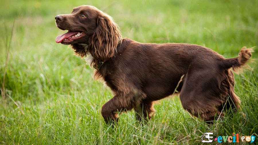 Boykin Spaniel Karakter Özellikleri