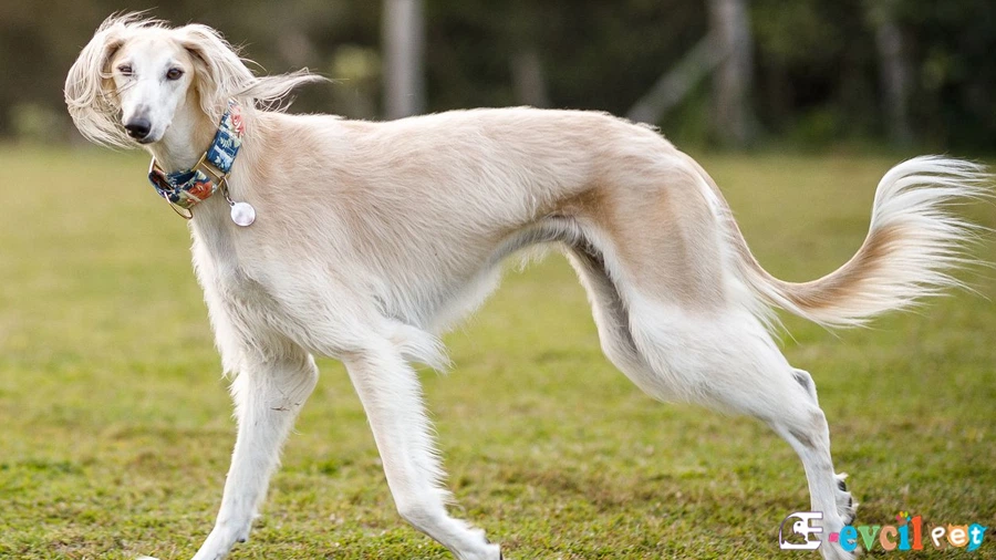 Saluki