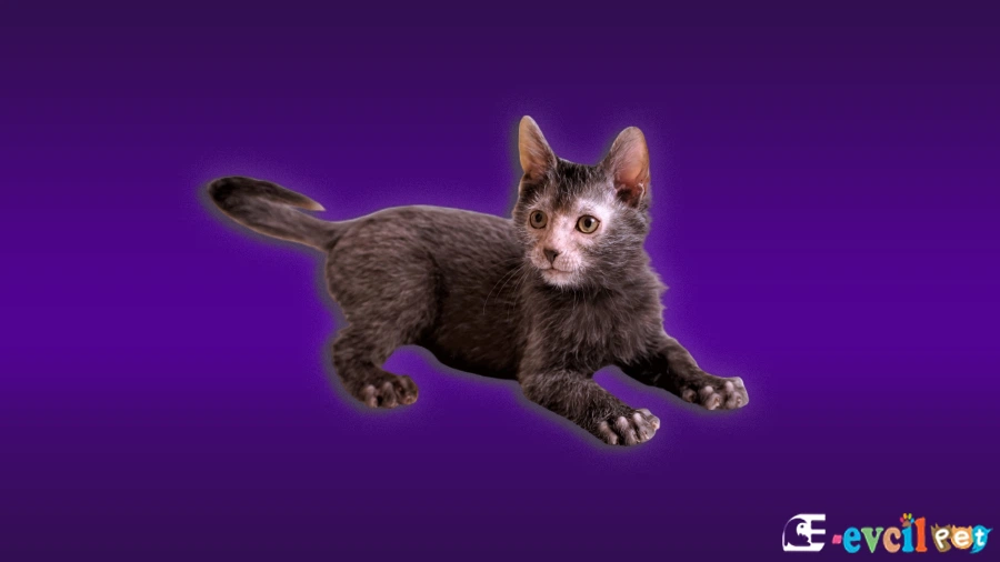 Lykoi Kedisi