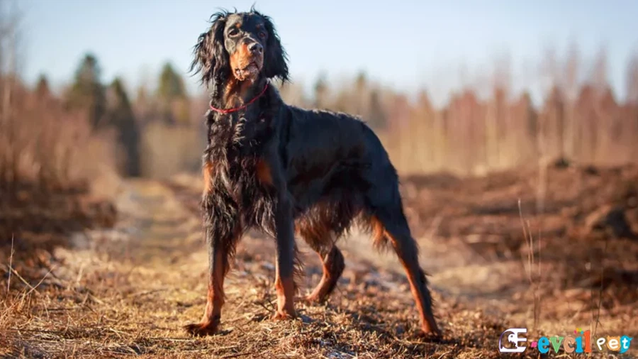 Gordon Setter Bakımı ve Beslenmesi