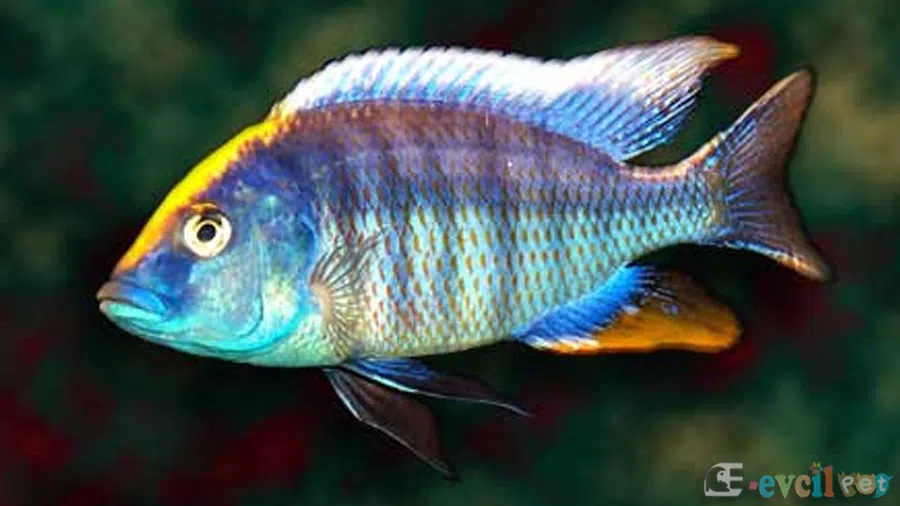 Protomelas spilonotus (Mara Rocks) Akvaryumu