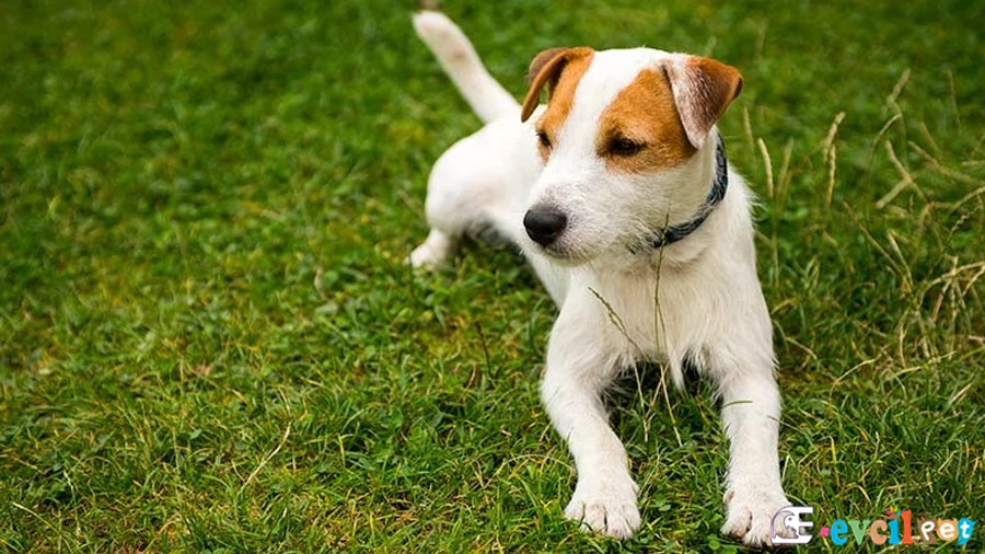 Parson Rusell Terrier Fiziksel Özellikleri