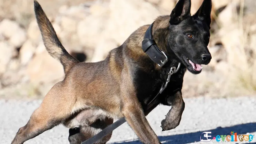 Belçika Malinois Fiziksel Özellikleri