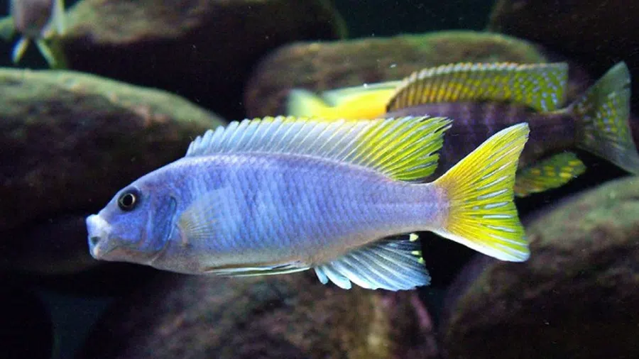 Pseudotropheus acei (Iceman - Aysmen) Baskın Erkek