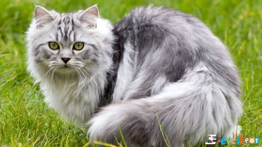 İran Kedisi (Persian) Beslenmesi