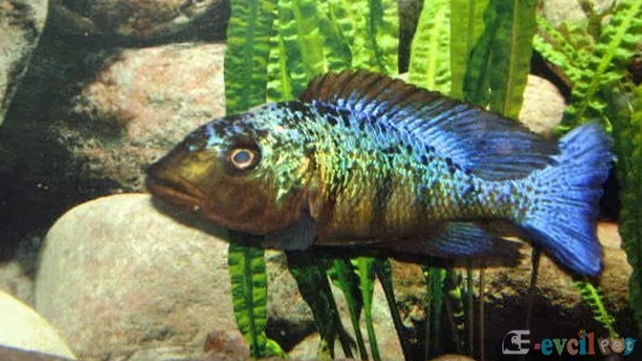 Fossorochromis rostratus (Kral Cichlid) Erkek