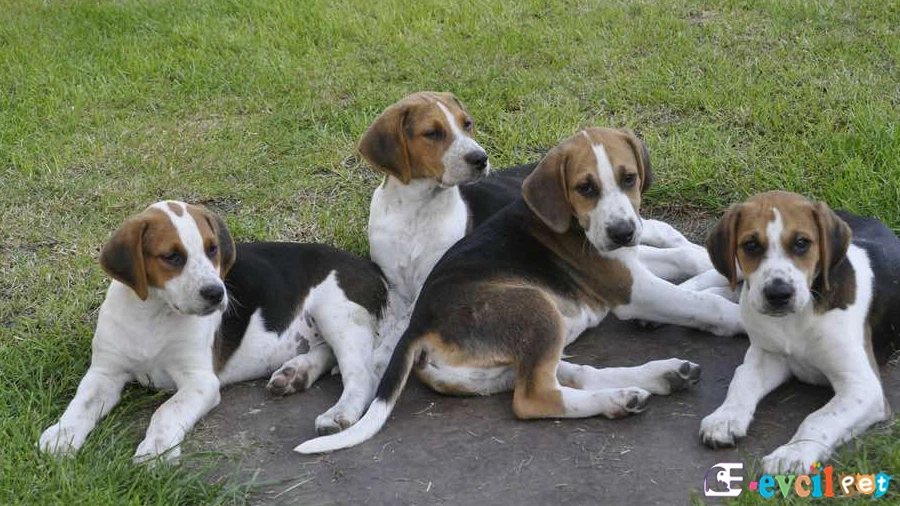 English Foxhound Fiziksel Özellikleri (İngiliz Tilki Tazısı)