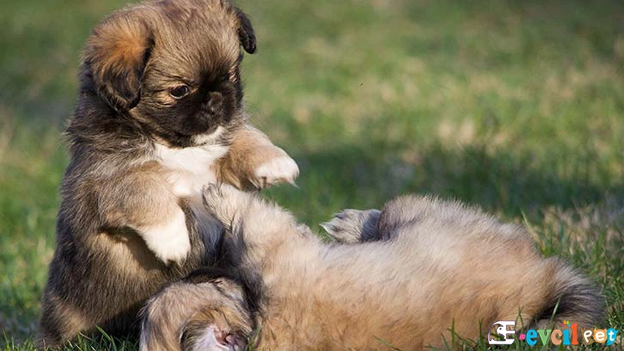 Tibet Spaniel Genetik Sağlık Sorunları (Hastalık) (Tibet Spanyeli)