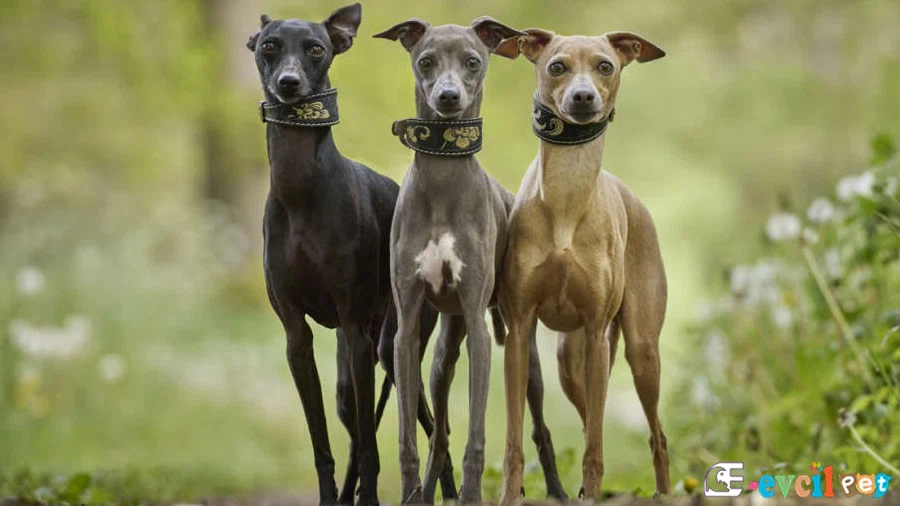 Greyhound Temel Eğitimi ve Tuvalet Eğitimi