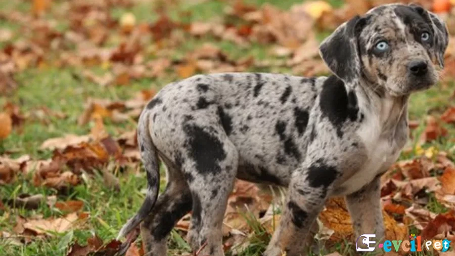 American Leopard Hound (American Leopard Cur) American Leopard Cur Fiziksel Özellikleri
