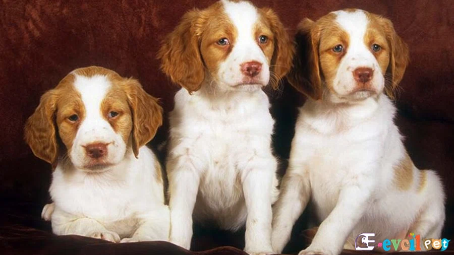 Brittany Spaniel Brittany Spaniel Genetik Sağlık Sorunları Hastalıkları