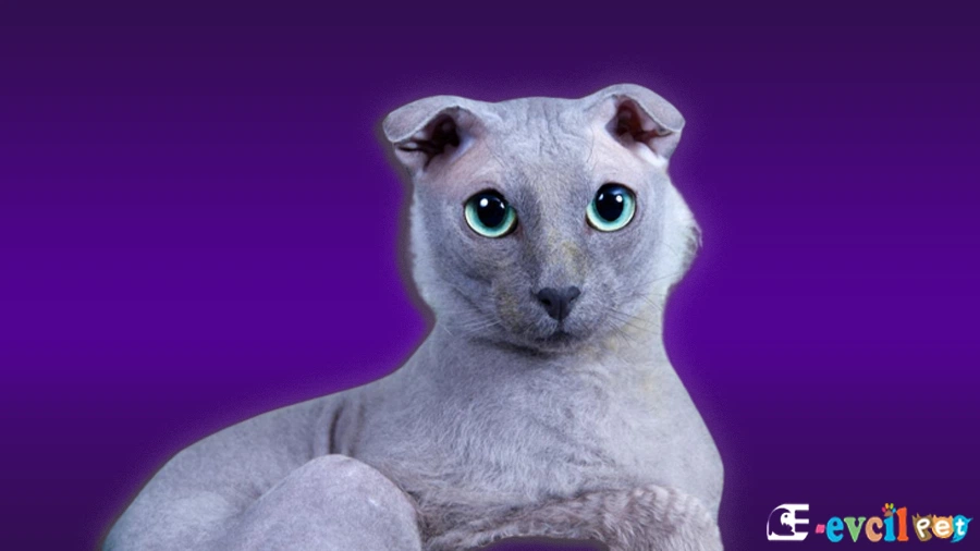 Ukraynalı Levkoy Kedisi