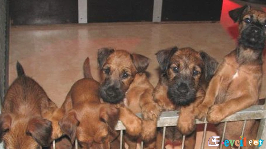 Irısh Terrier (İrlanda Teriyeri) Genetik Sağlık Sorunları