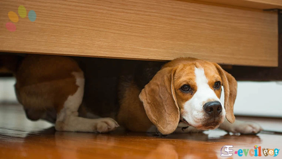 Çok hareketli köpekler için ne yapmalı?
