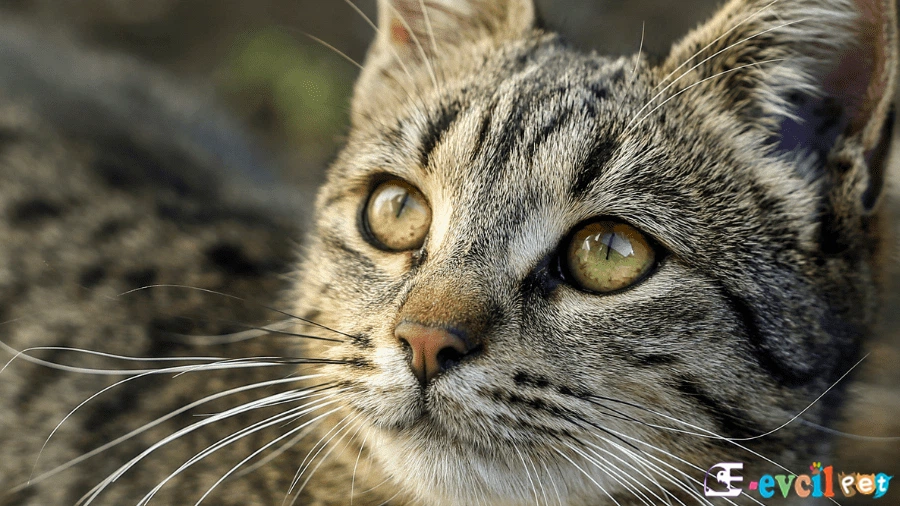 European Shorthair Kedisi