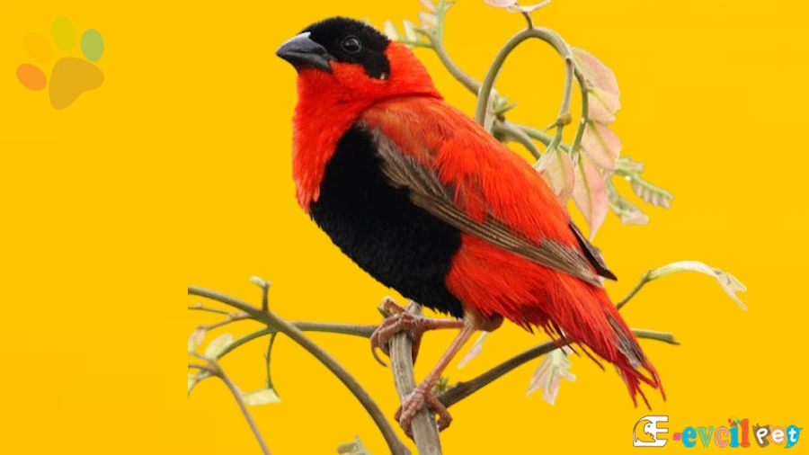 Orange Weaver (Turuncu Çulha)