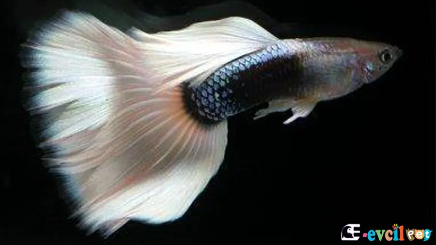 Lepistes Guppy Lepistes Guppy