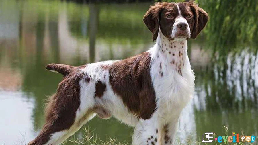 Brittany Spaniel Brittany Spaniel Fiziksel Özellikleri