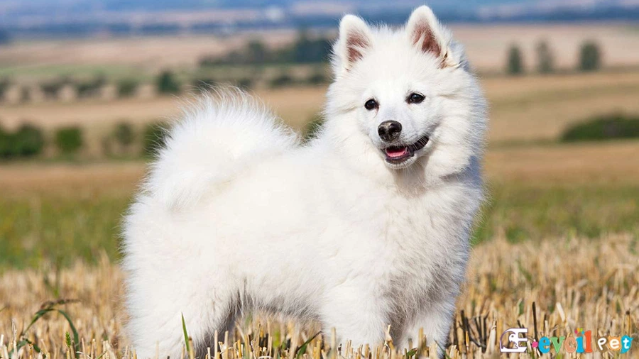 Alman Spitz Fiziksel Özellikleri (German Spitz)