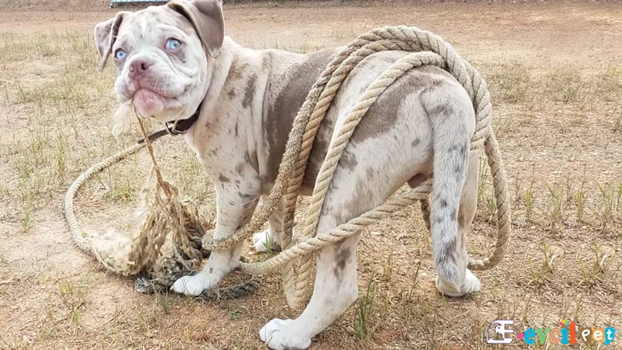Alapaha Blue Blood Bulldog