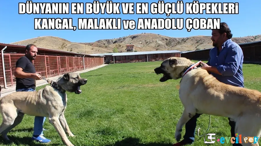 Kangal Köpeği Bakımı Beslenmesi (Sivas Kangalı) 