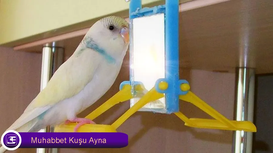 Muhabbet Kuşu Ayna
