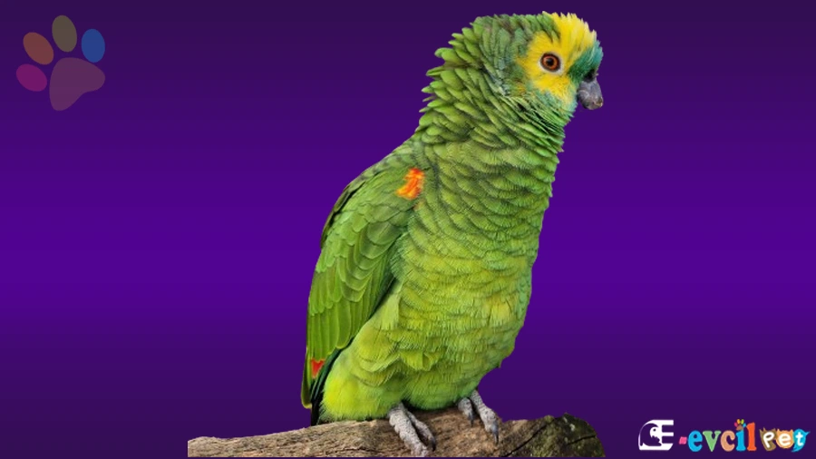 Amazon Papağanı Sağlık Sorunları Hastalıkları