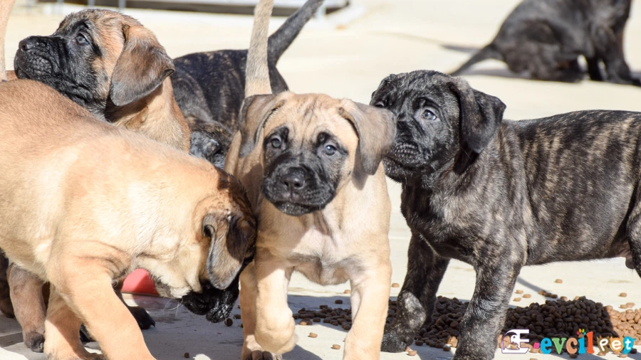 Perro de Presa Canario (Kanarya Mastiff) Perro de Presa Canario (Kanarya Mastiff)
