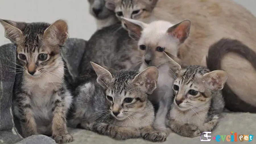 Oriental Shorthair Kedisi