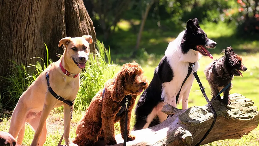 Köpek İsimleri