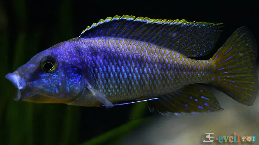 Mylochromis Lateristriga Agrasif Erkek