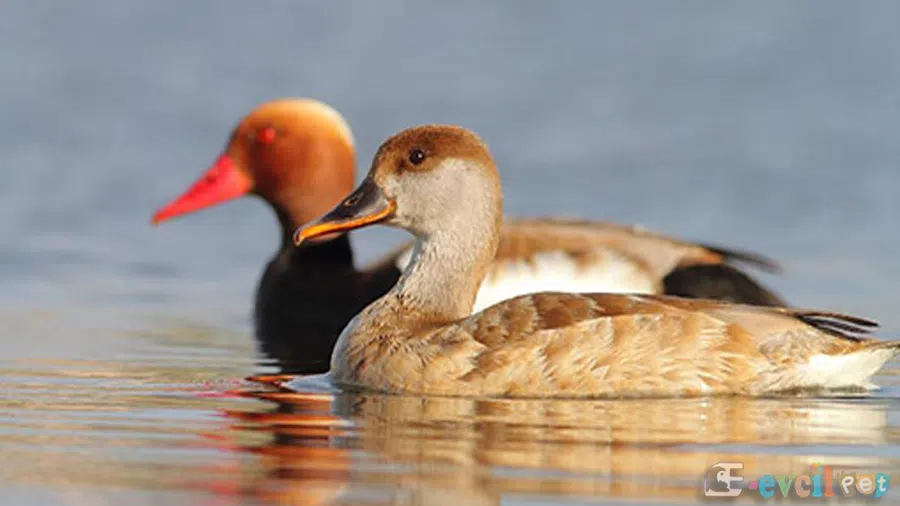 Macar Ördeği Erkek ve Dişi