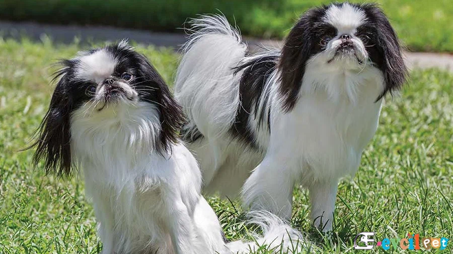 Japon Köpeği Fiziksel Özellikleri (Japanese Chin)
