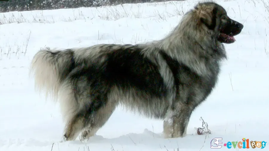 İlirya Çoban Köpeği Fiziksel Özellikleri (Sarplaninac)