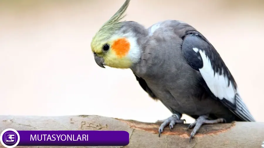 Sultan Papağanı Mutasyonları Sultan Papağanı Mutasyonları