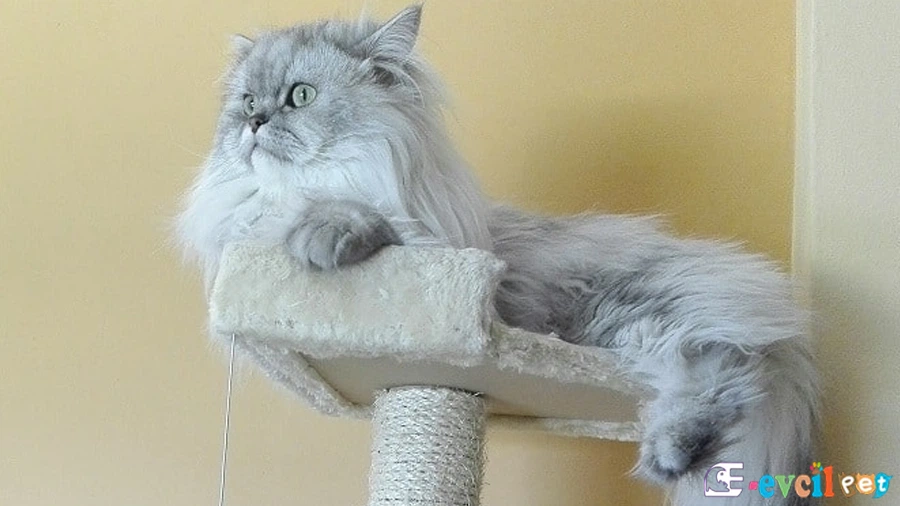 Chinchilla (Çinçila) Bakımı ve Beslenmesi