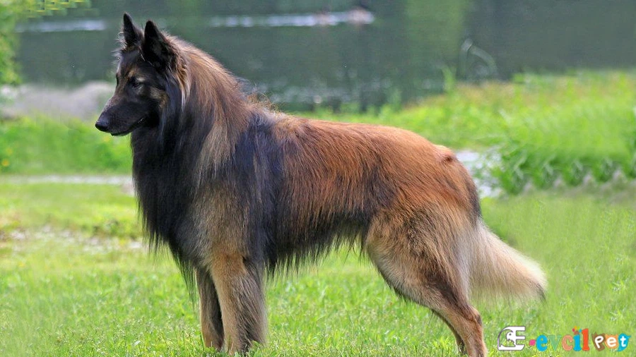 Belgian Tervuren Karakter Özellikleri (Belgian Tervuren)