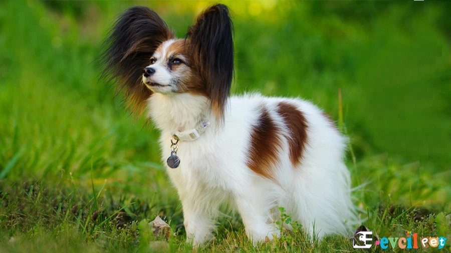 Papillon Fiziksel Özellikleri