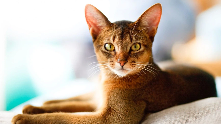 Habeş (Abyssinian) Karakter Özellikleri
