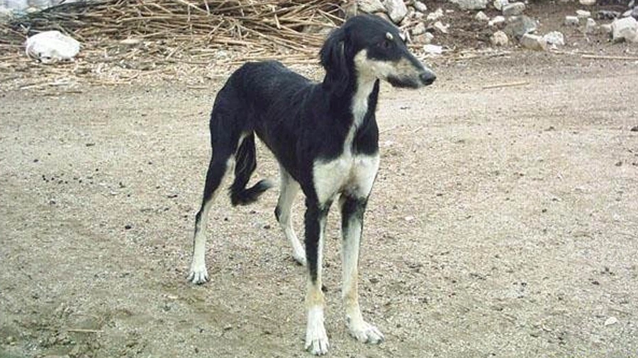 Turkish Hound Türk Tazısı Fiziksel Özellikleri