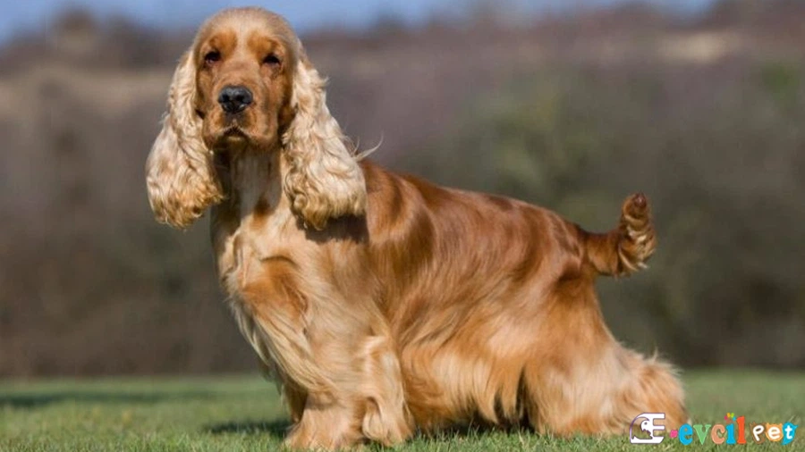 İngiliz Cocker Spaniel Bakımı ve Beslenmesi