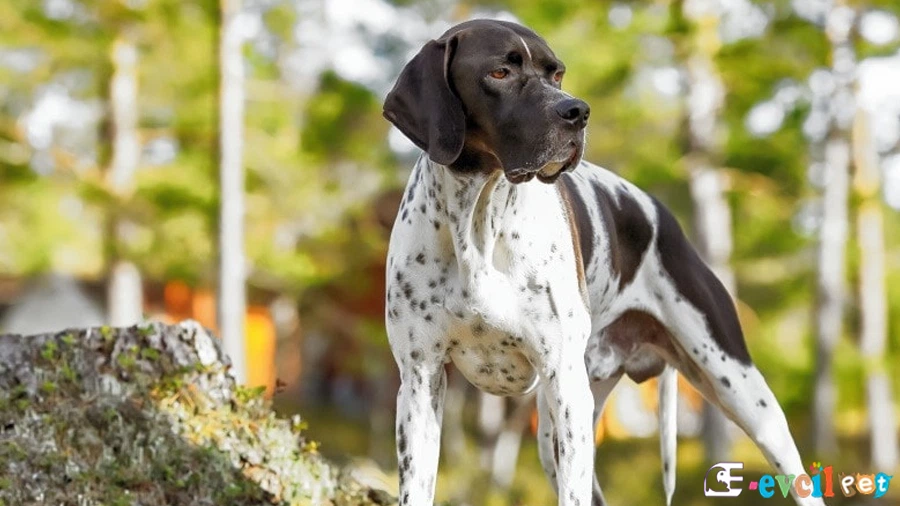 English Pointer English Pointer Bakımı ve Beslenmesi