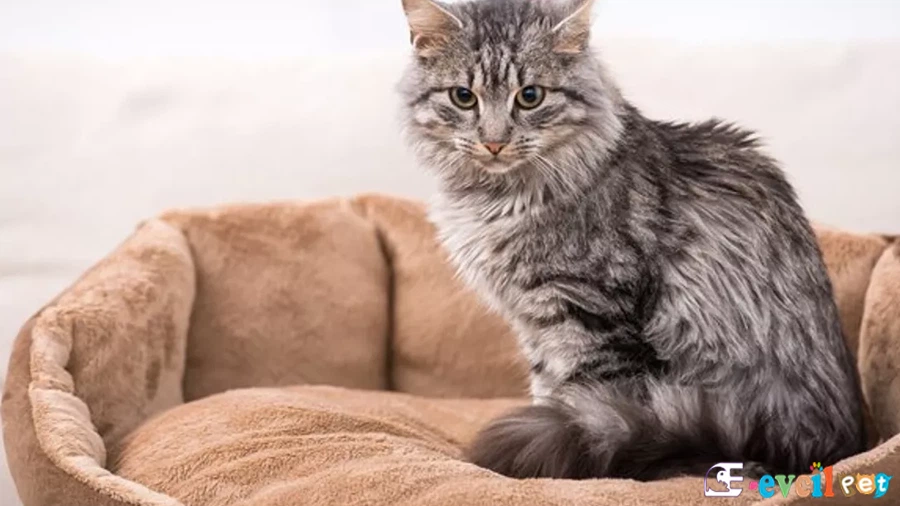 Domestic Medium Hair Kedisi