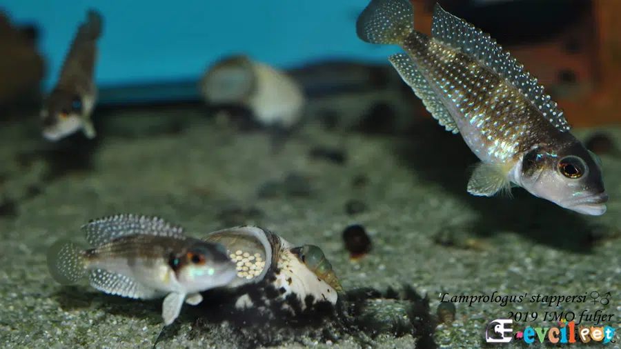 Lamprologus meleagris/stappersii Erkek ve Dişi