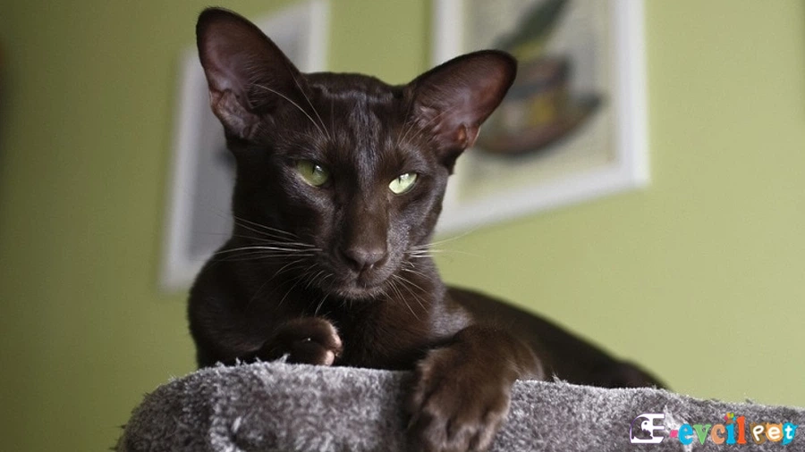 Oriental Shorthair Temel Eğitimi ve Tuvalet Eğitimi