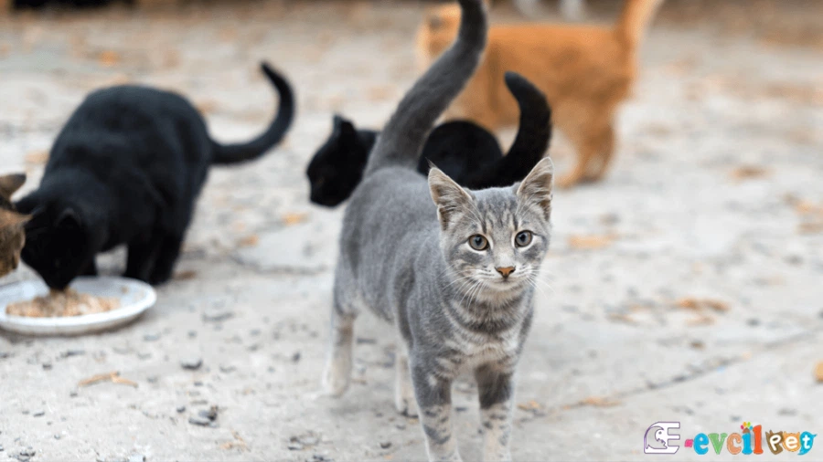 Tekir Temel Eğitimi ve Tuvalet Eğitimi