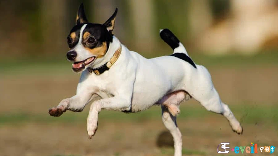 Toy Fox Terrier Fiziksel Özellikleri