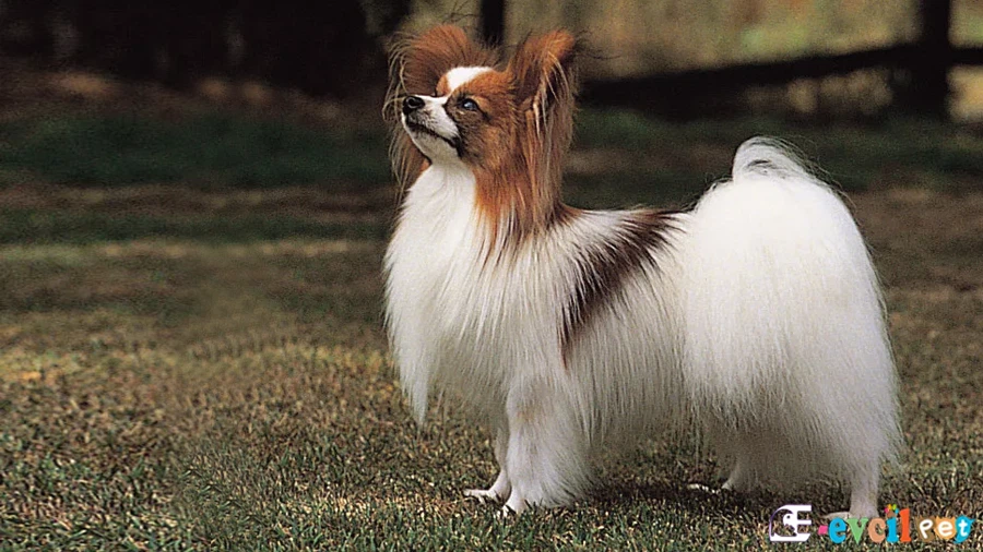 Papillon Bakımı ve Beslenmesi